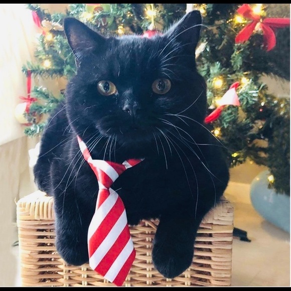 Adjusting Dog Neck Tie Collar - Picture 8 of 9